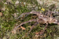La Zoropse  pattes pineuses. Une femelle (Araneae - Zoropsidae - Zoropsis spinimana)